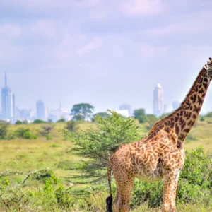 Giraffe in Nairobi National Park with the city skyline behind