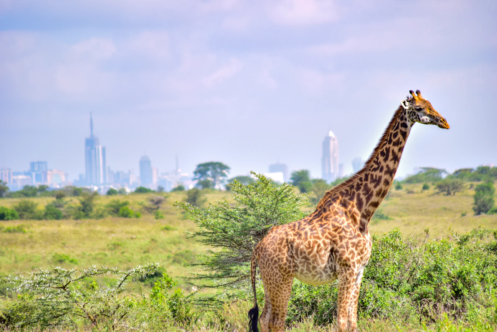 Giraffe in Nairobi National Park with the city skyline behind