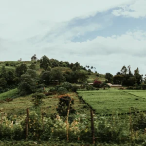 Aerial view of green fields in Kenya